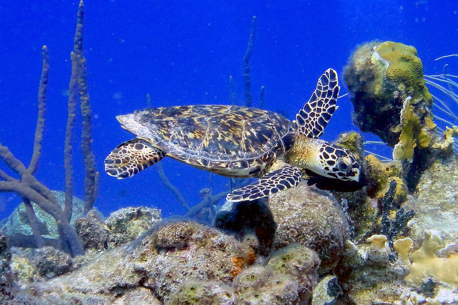 A hawksbill turtle is seen during a dive as students gather data on aquatic life in the waters off of Bonaire.