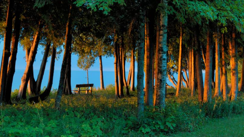 bench in the woods on the shore of Lake Michigan