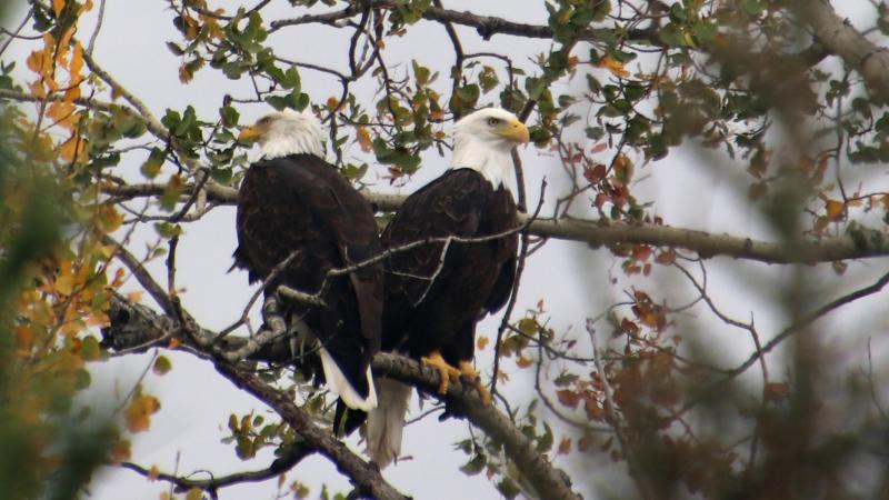 Two Bald eagles in a tree - photo by Kim Blaeser