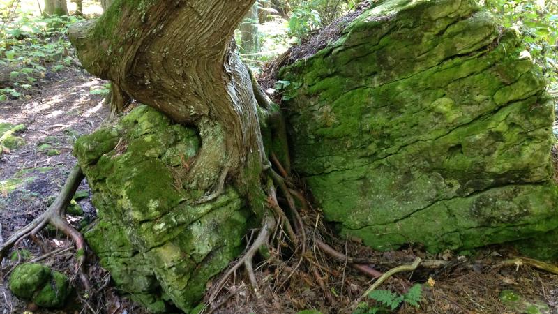 A tree growing between two large boulders