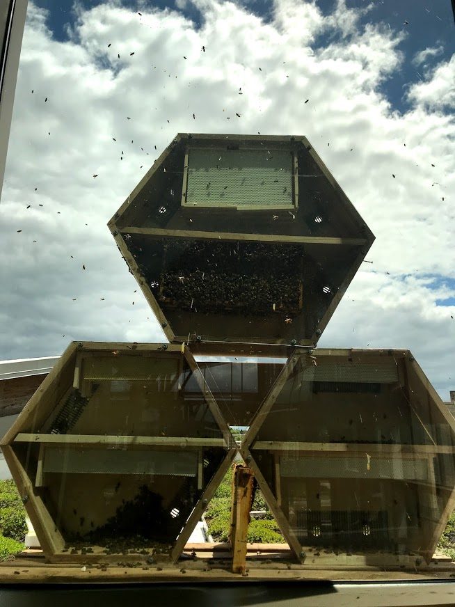 demonstration beehive