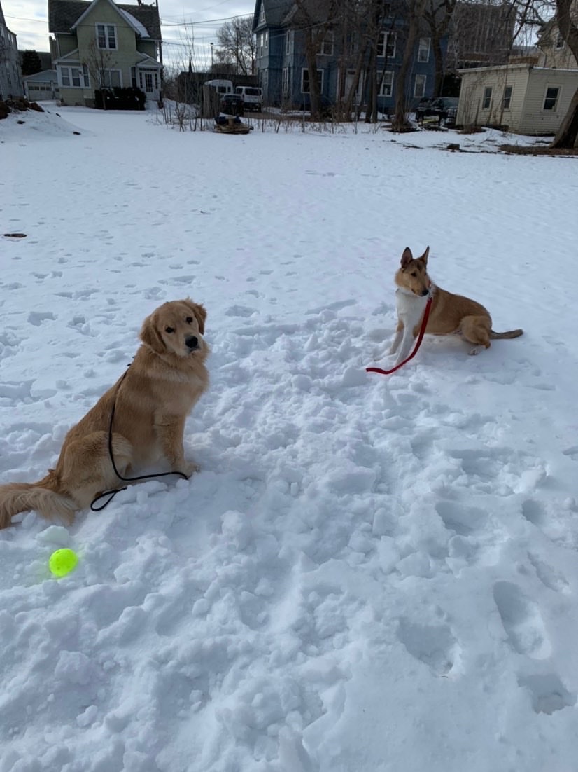 Willard: This service-dog-in-training