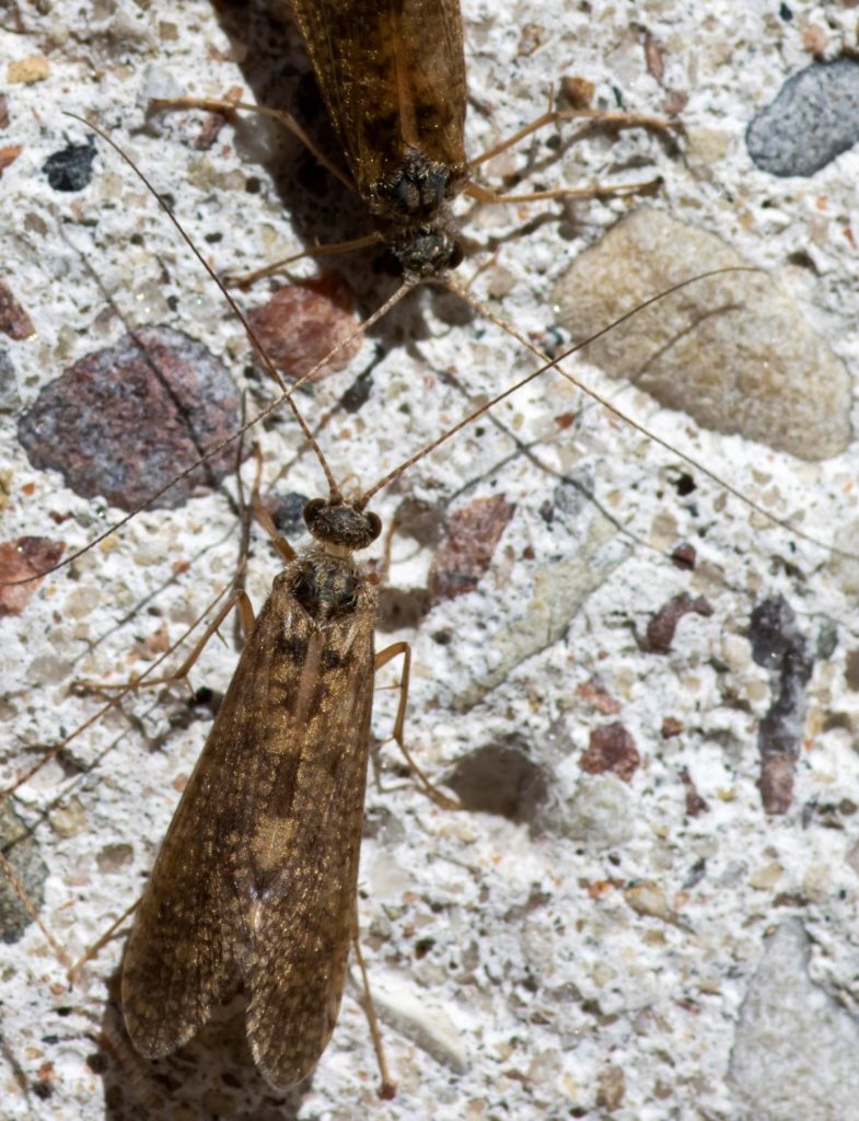 close up of two river bugs on the floor