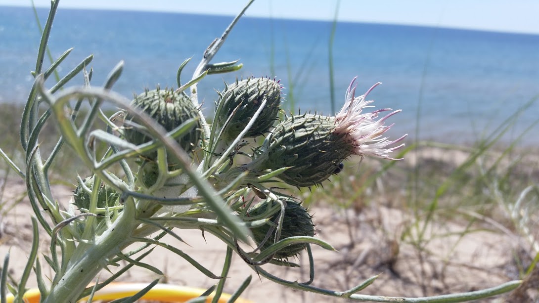 Pitcher’s thistle Lawrence research 