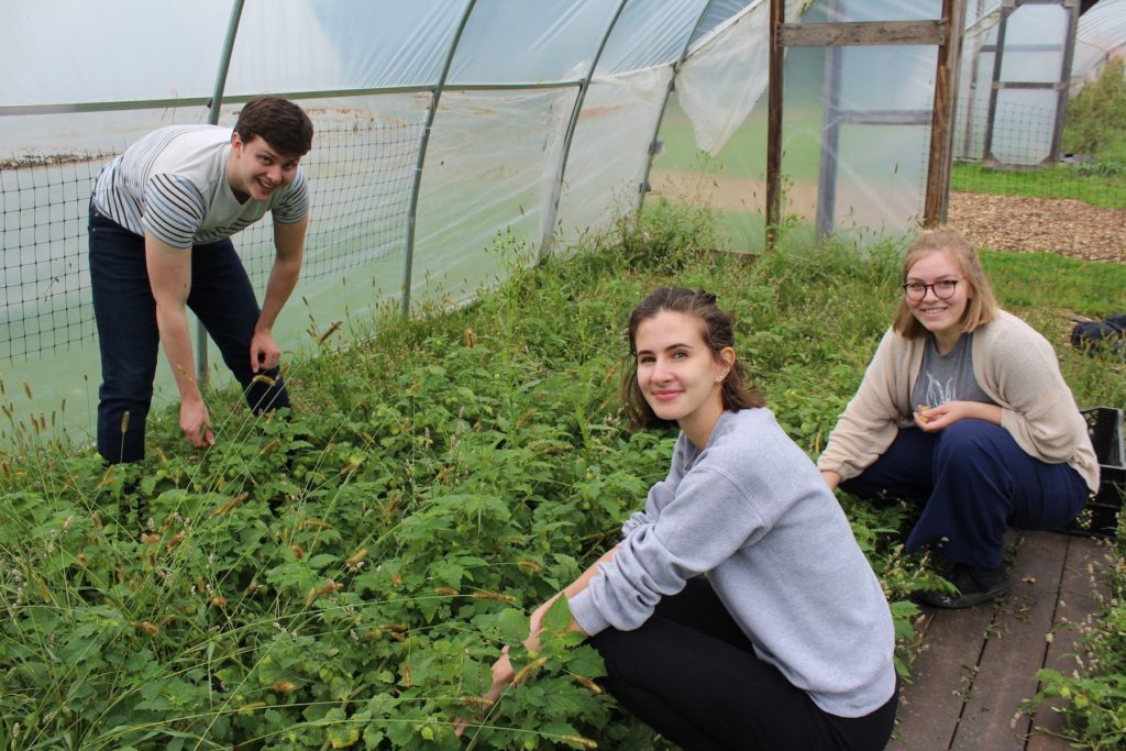 Lawrence students volunteer in the Sustainable LU Gardens during Welcome Week.