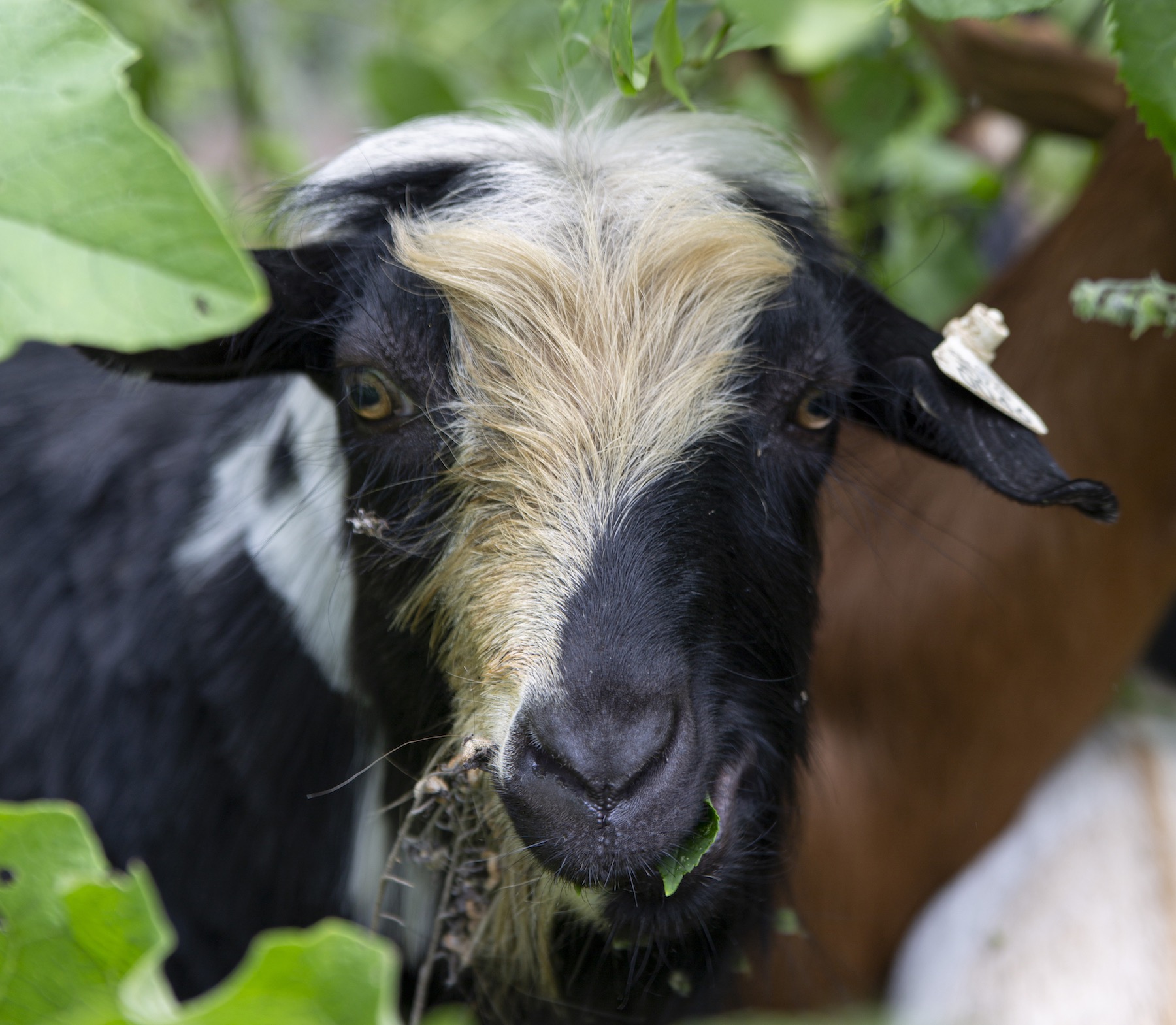 Students brought goats to the SLUG garden for weed control. 
