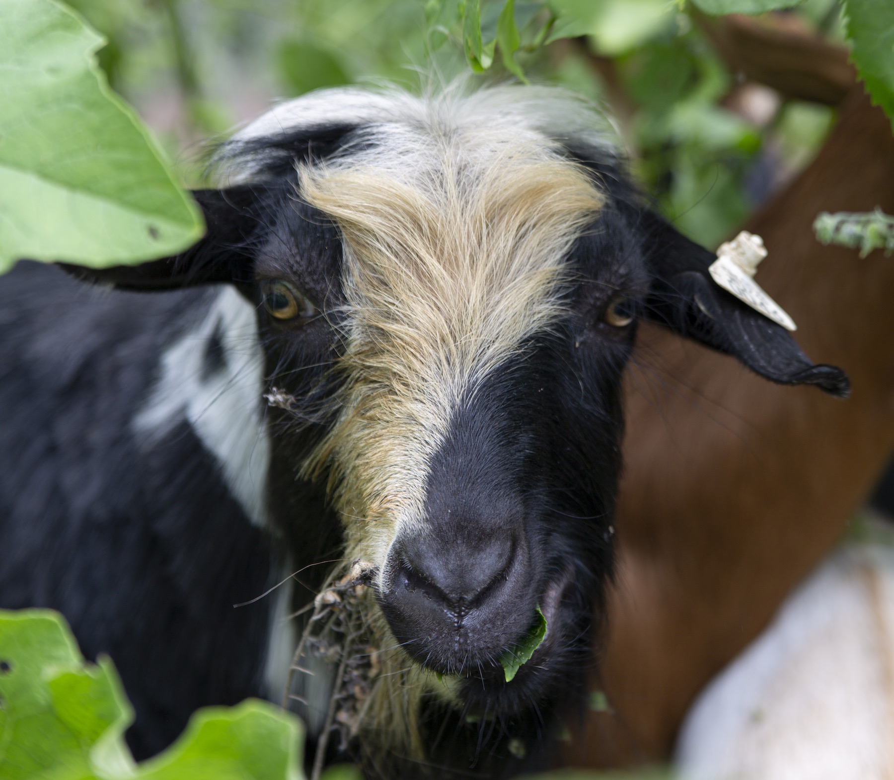 Students brought goats to the SLUG garden for weed control.