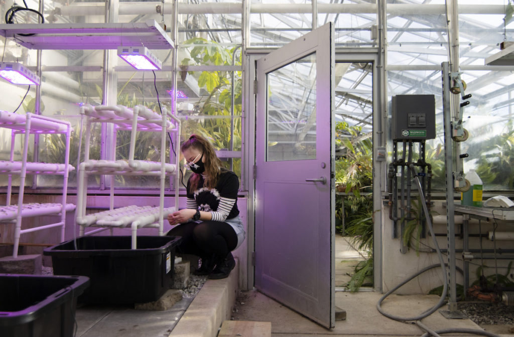 Student conducting research at the greenhouse 