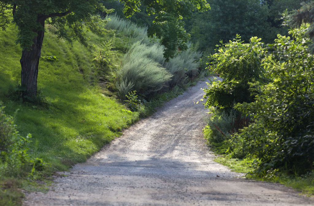 Trail with greenery on both sides 