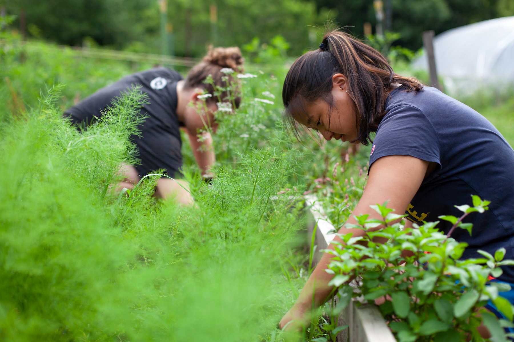 Katie Mahorney works in the SLUG garden while doing research last summer.