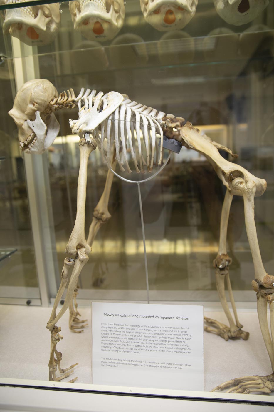 Chimpanzee skeleton