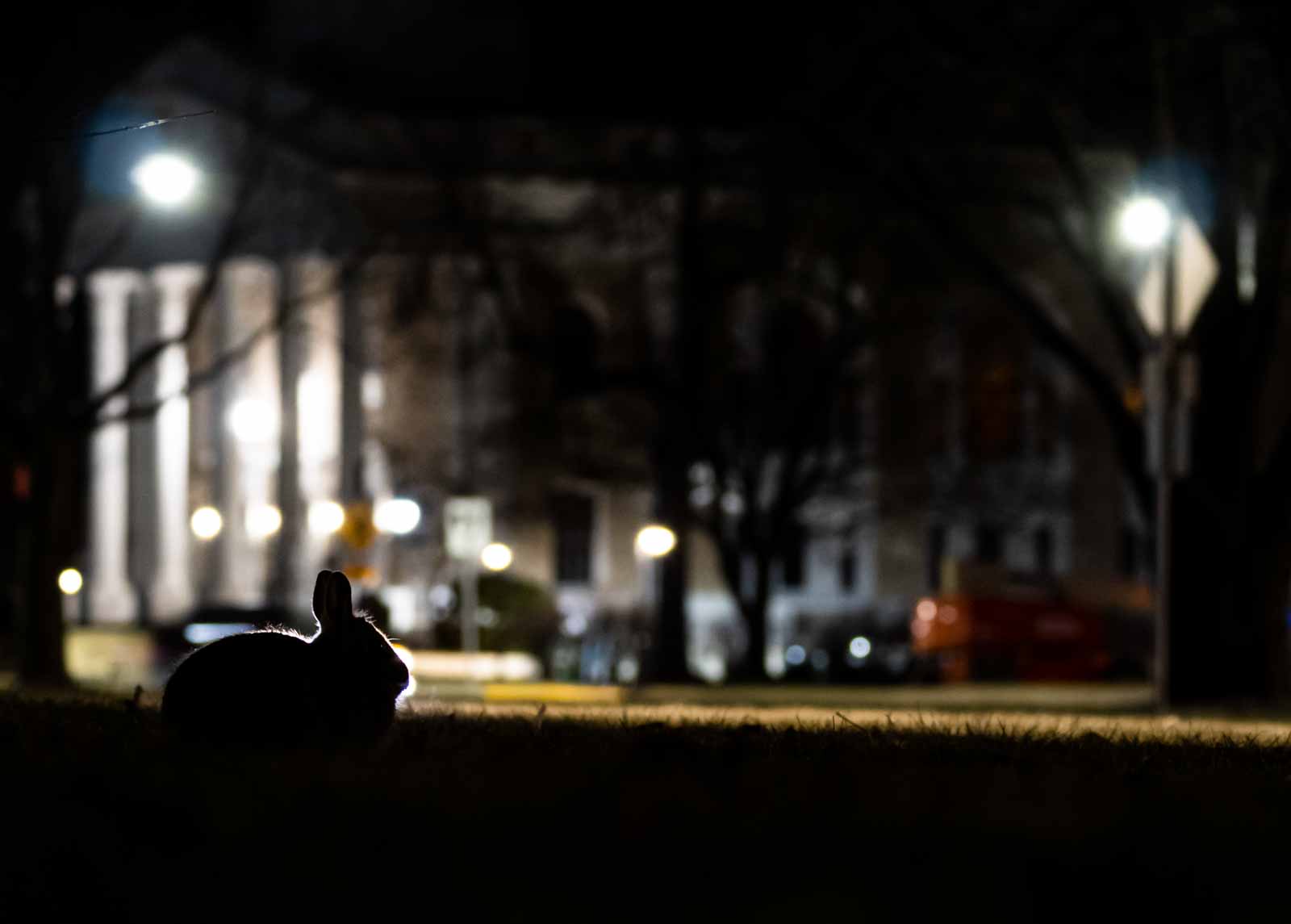 A rabbit is seen at night with Memorial Chapel in the background.