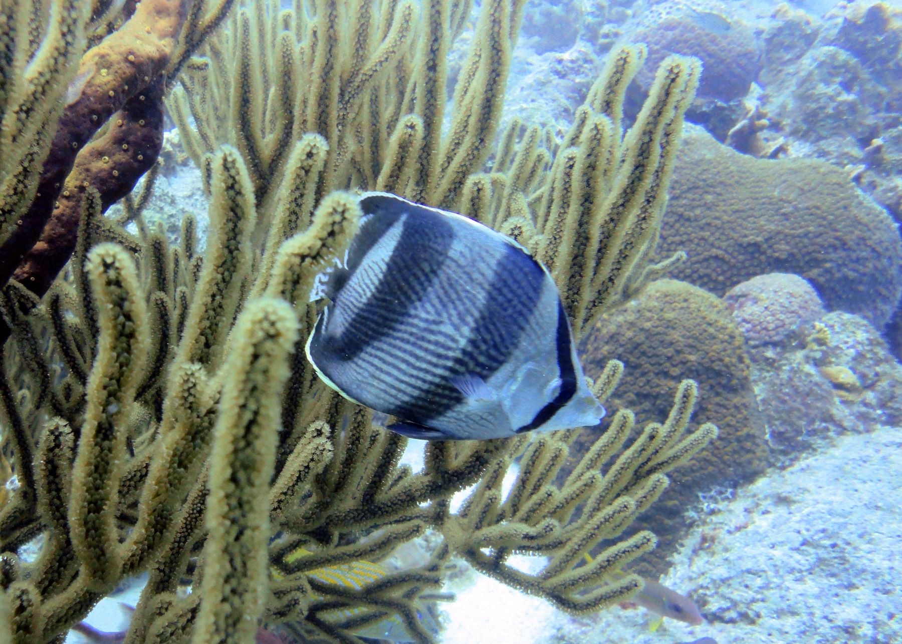 A branded butterfly fish with blue stripes is seen during a dive.