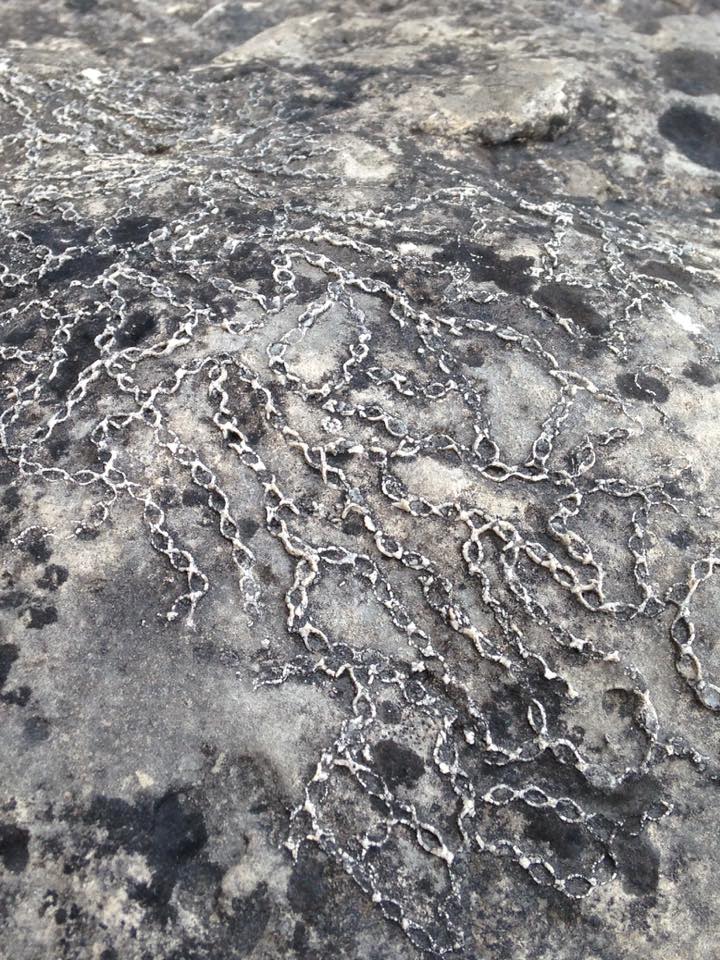 Chain Coral along the shore
