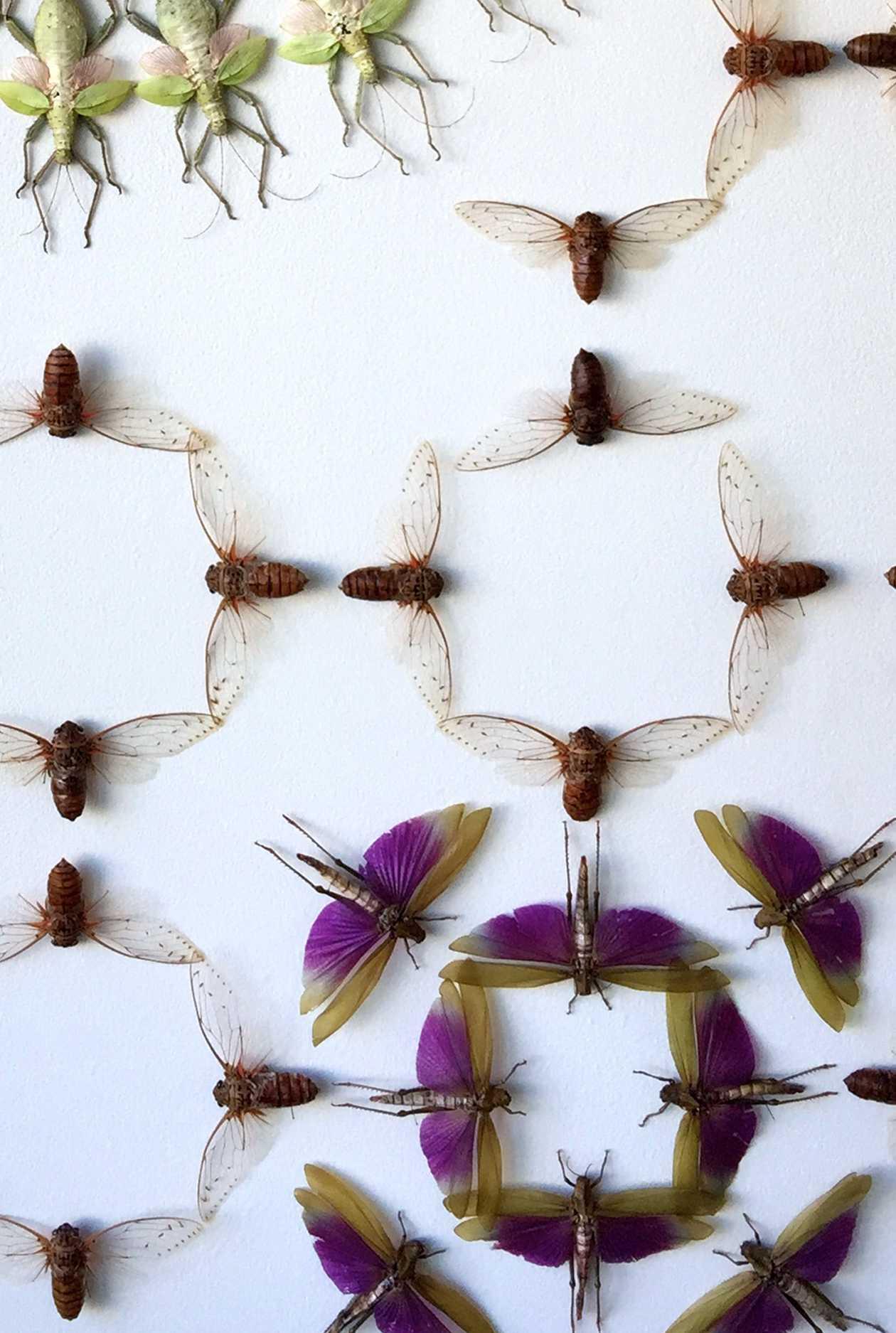 Large, colorful insects arranged on a wall in geometric patterns to mimic wallpaper