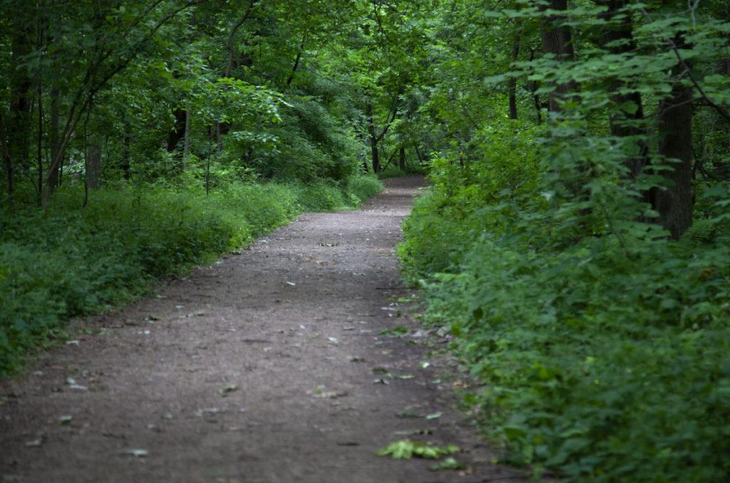 Peabody trail surrounded by trees and greenery 