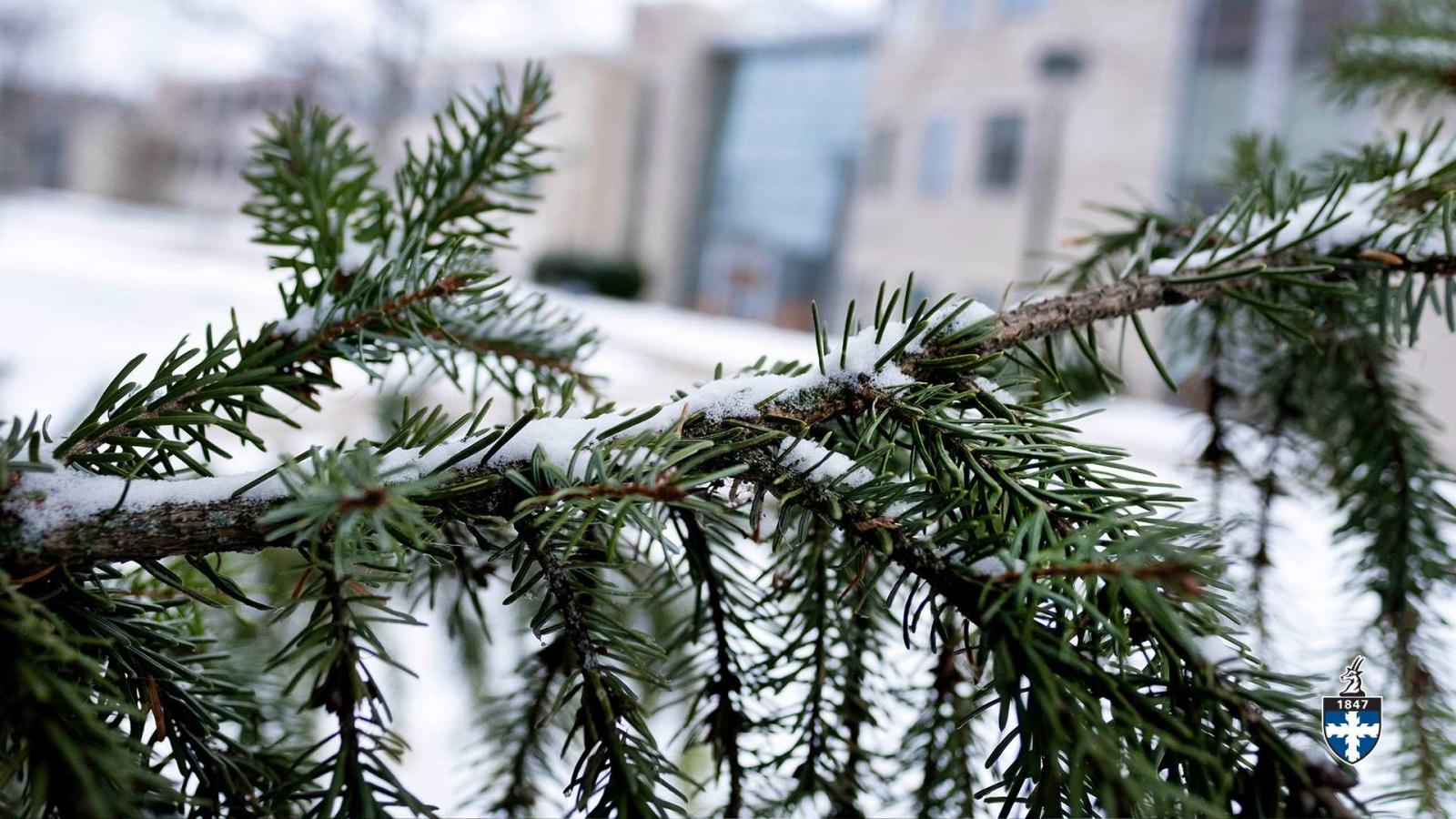 Pine branch with blurry Steitz Hall in background on an overcast winter day with snow on the ground.