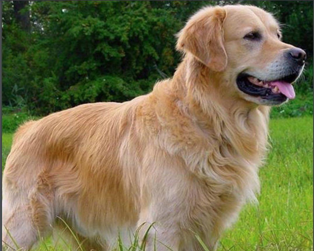 Golden retriever standing in field with trees in the background. His tongue is hanging out a little.