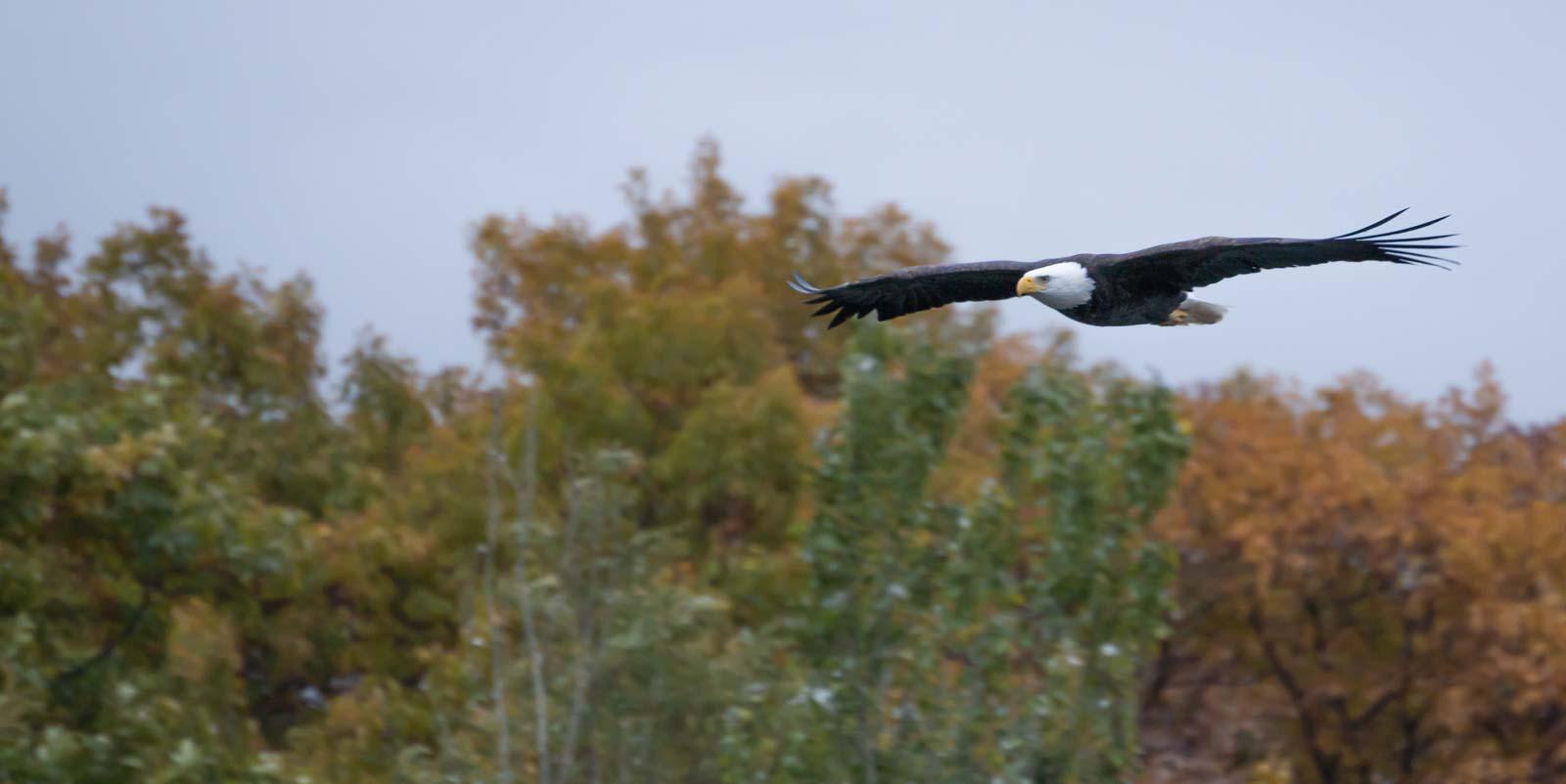 A bald eagle flies above the Fox River near the Lawe Street Trestle Trail.