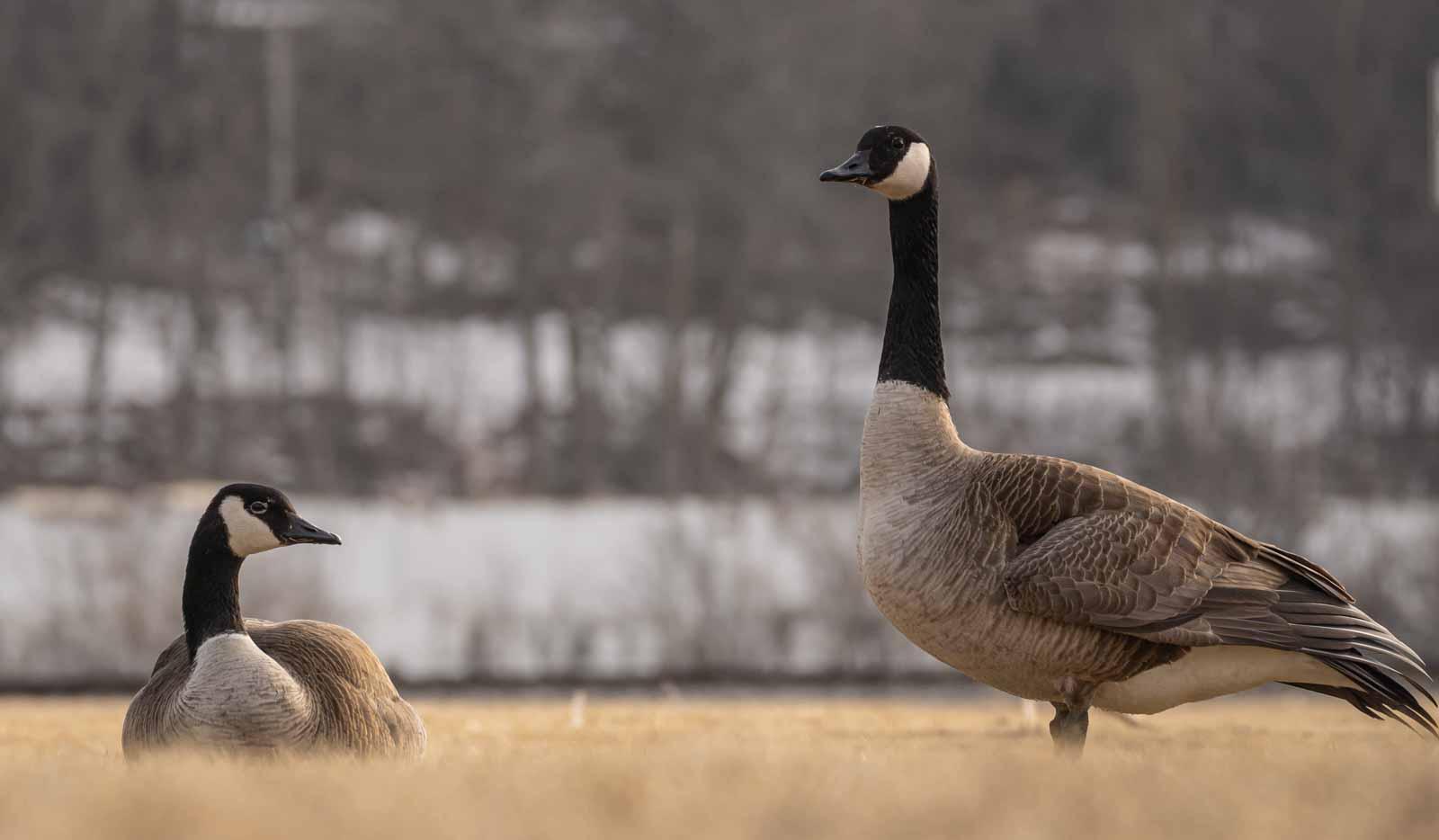 Two Canada geese are seen on the opposite side of the Fox River.