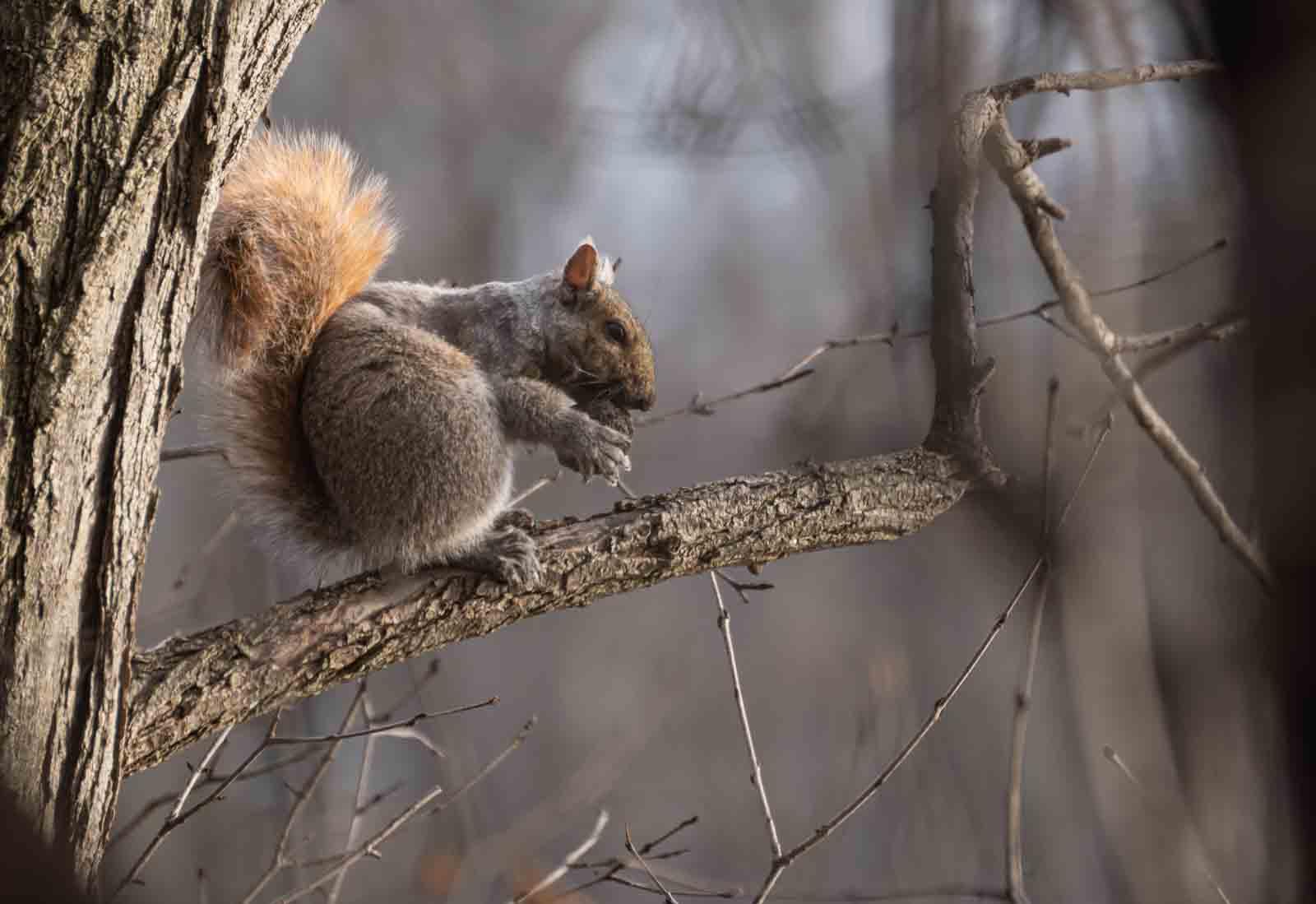 A gray squirrel clutches an acorn as it sits on a branch along the trail near Warch Campus Center.