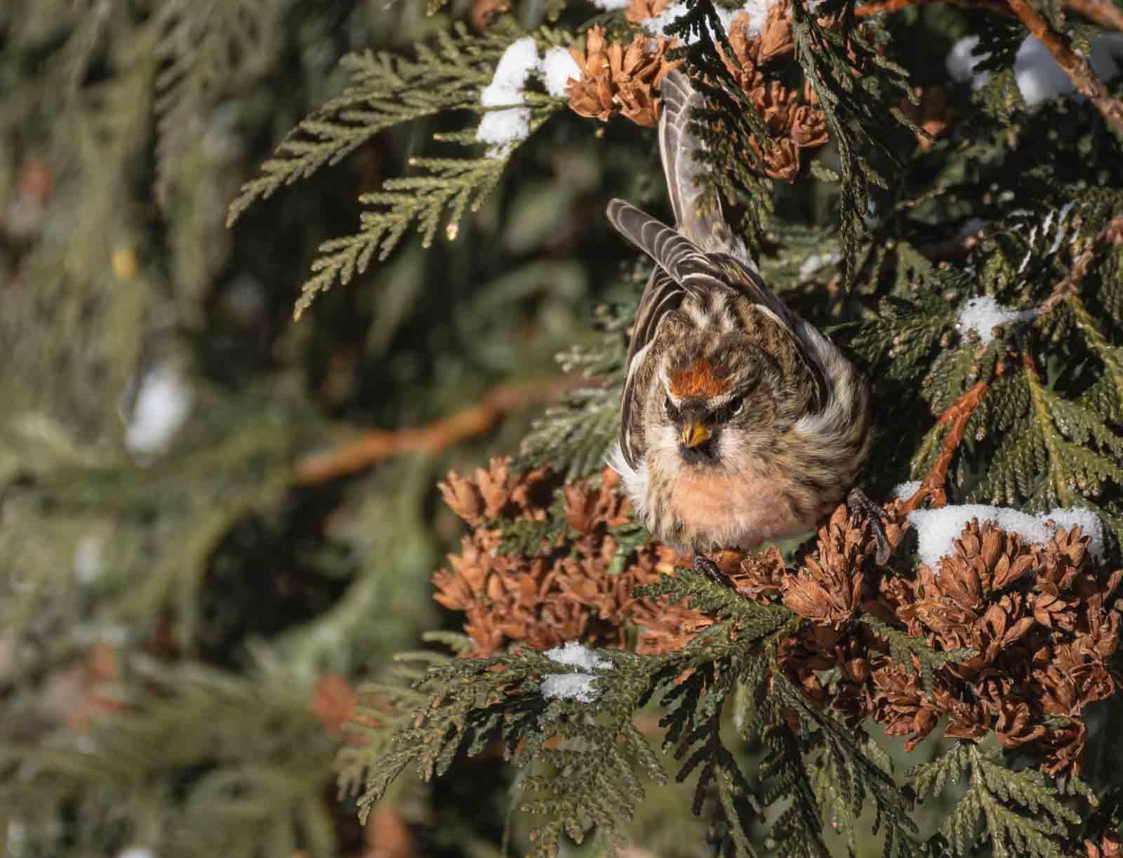 A redpoll is seen foraging in a tree outside of Youngchild Hall.