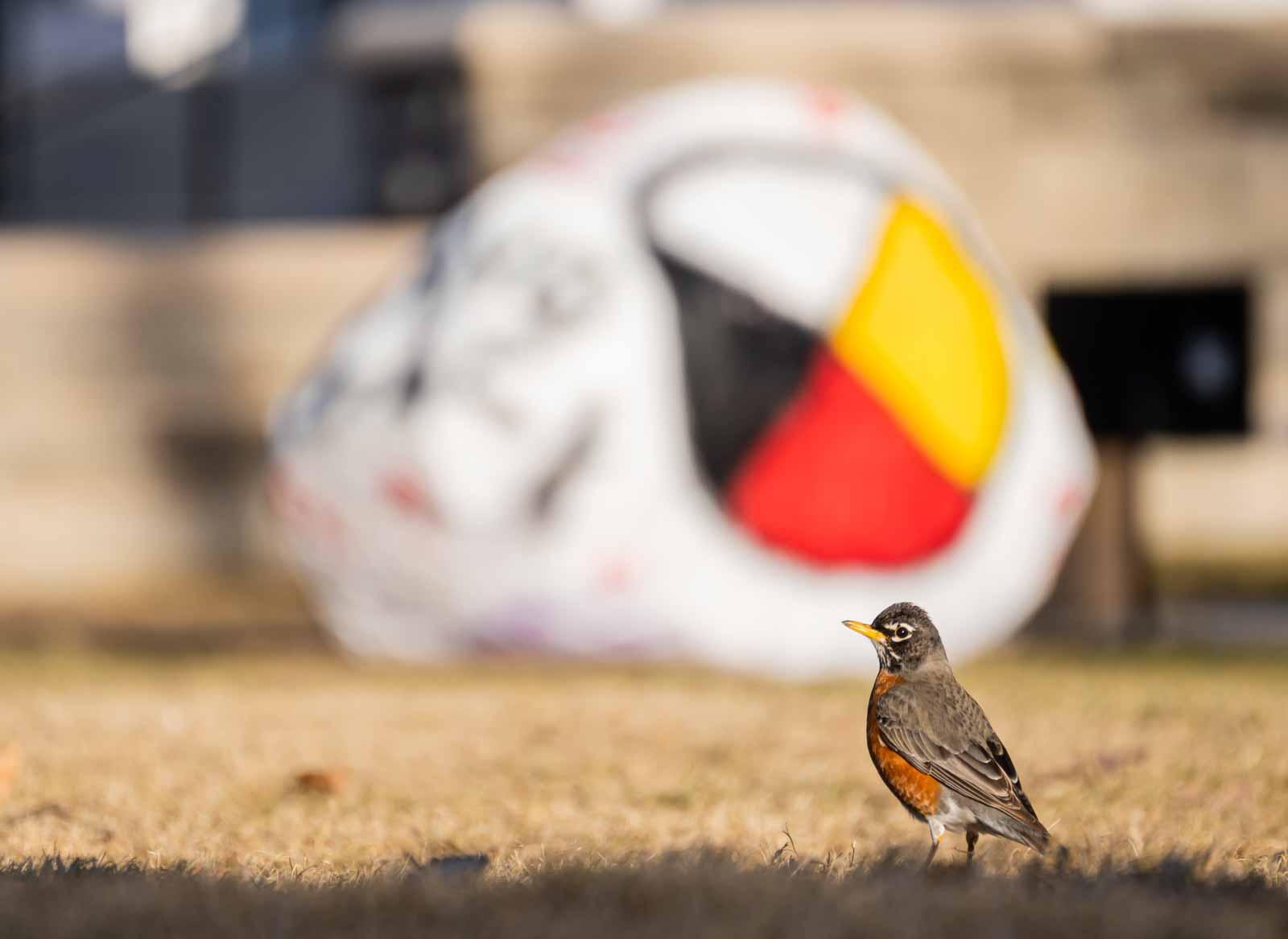 An American robin is on the ground near the Rock on Main Hall Green.