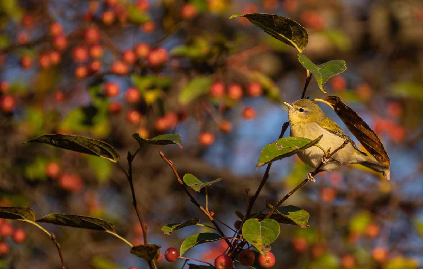 A warbler feeds in a bush by Main Hall.