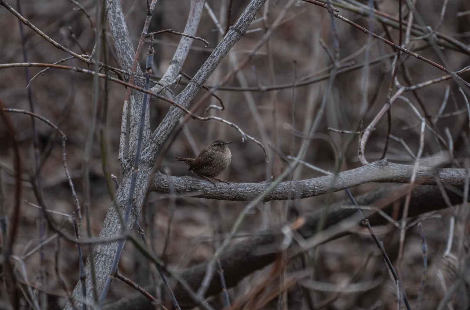 A winter wren is seen in the brush near Warch Campus Center.
