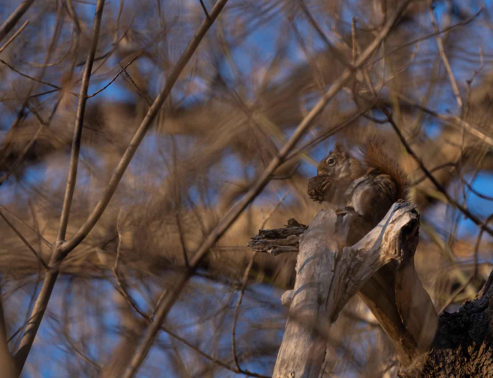 An American red squirrel is perched on a branch along the trail below Warch Campus Center.