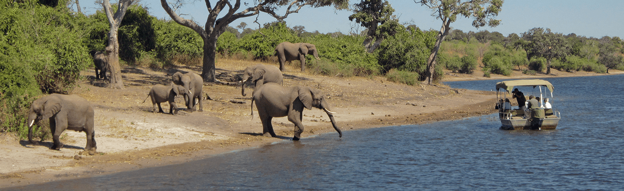 Exploring South Africa, Victoria Falls & Botswana alumni trip