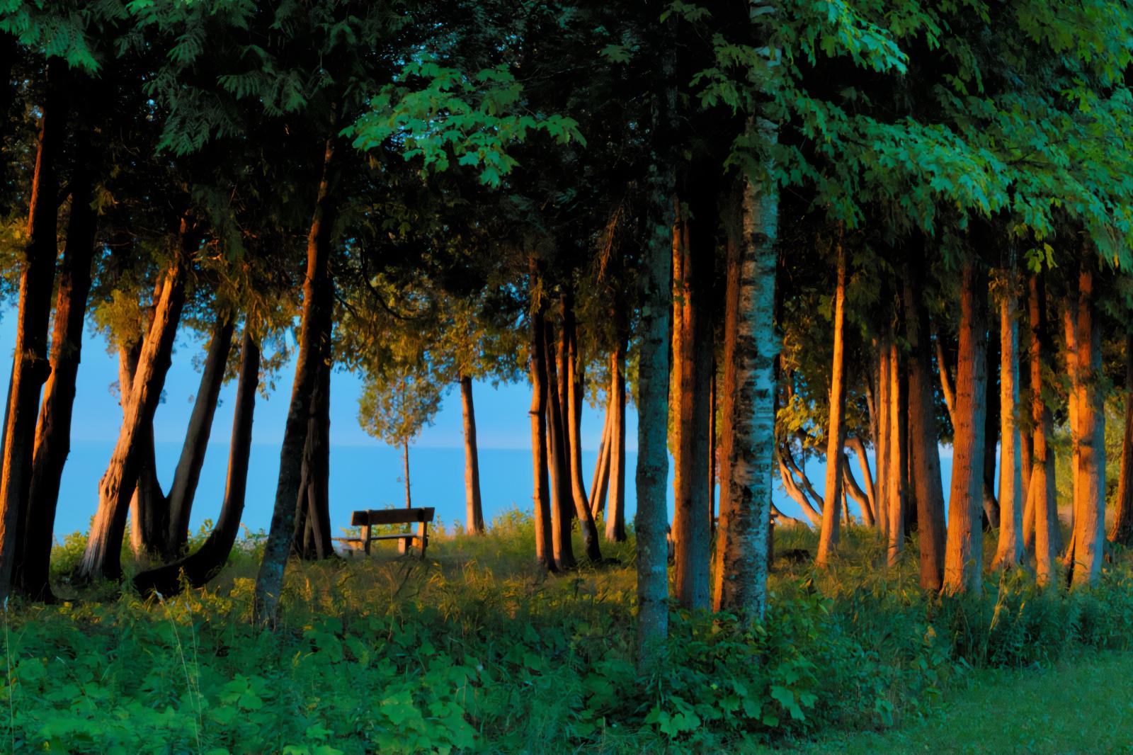a bench situated in a crop of tree along Lake Michigan shoreline