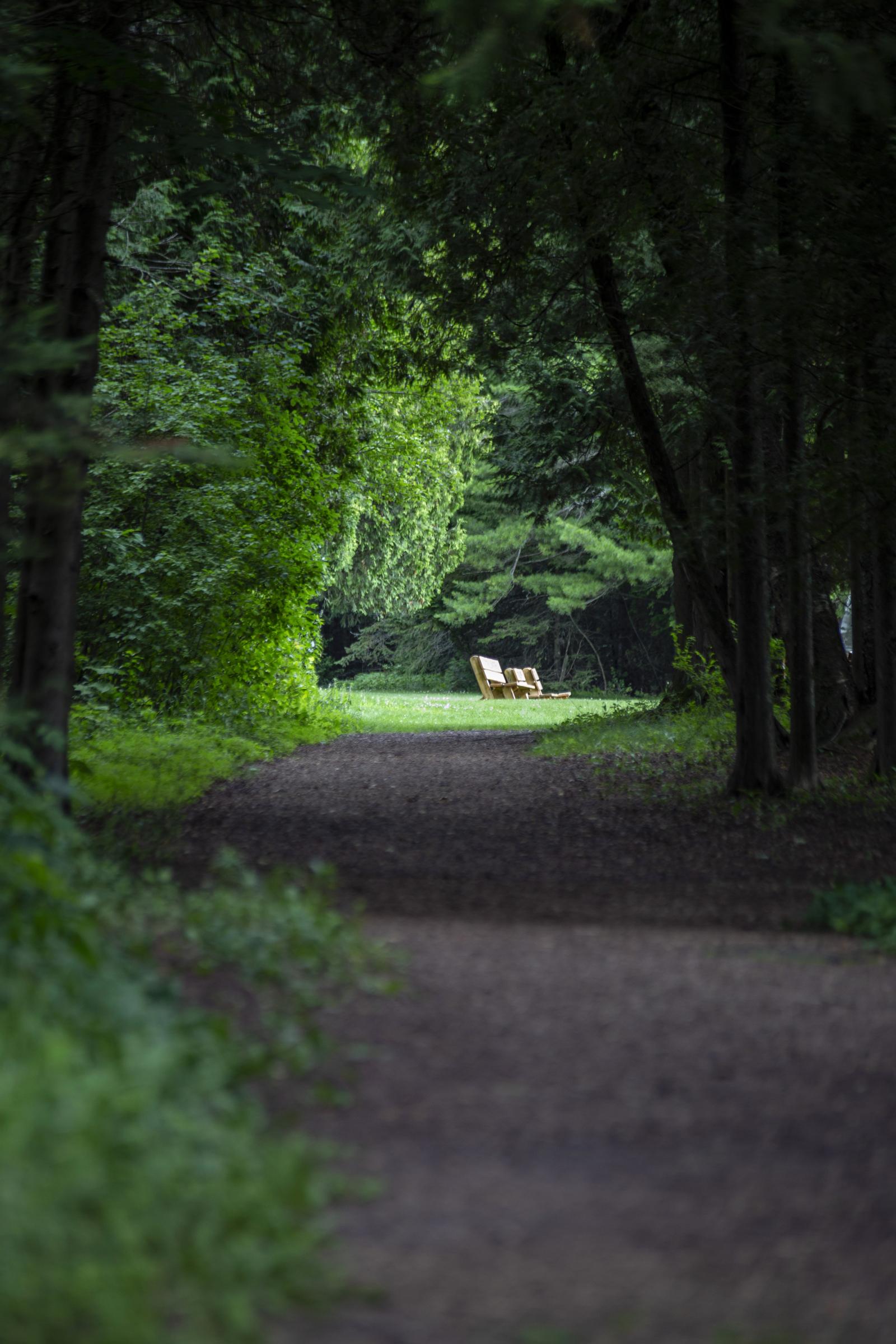 A quiet trail meanders through the Bjorklunden forest.