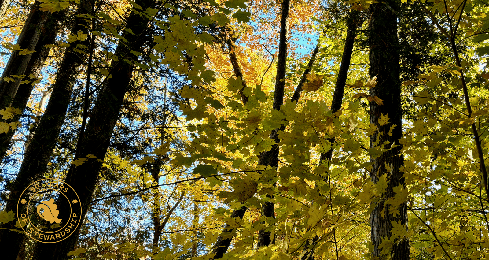 forest with sunlight and 50 year logo