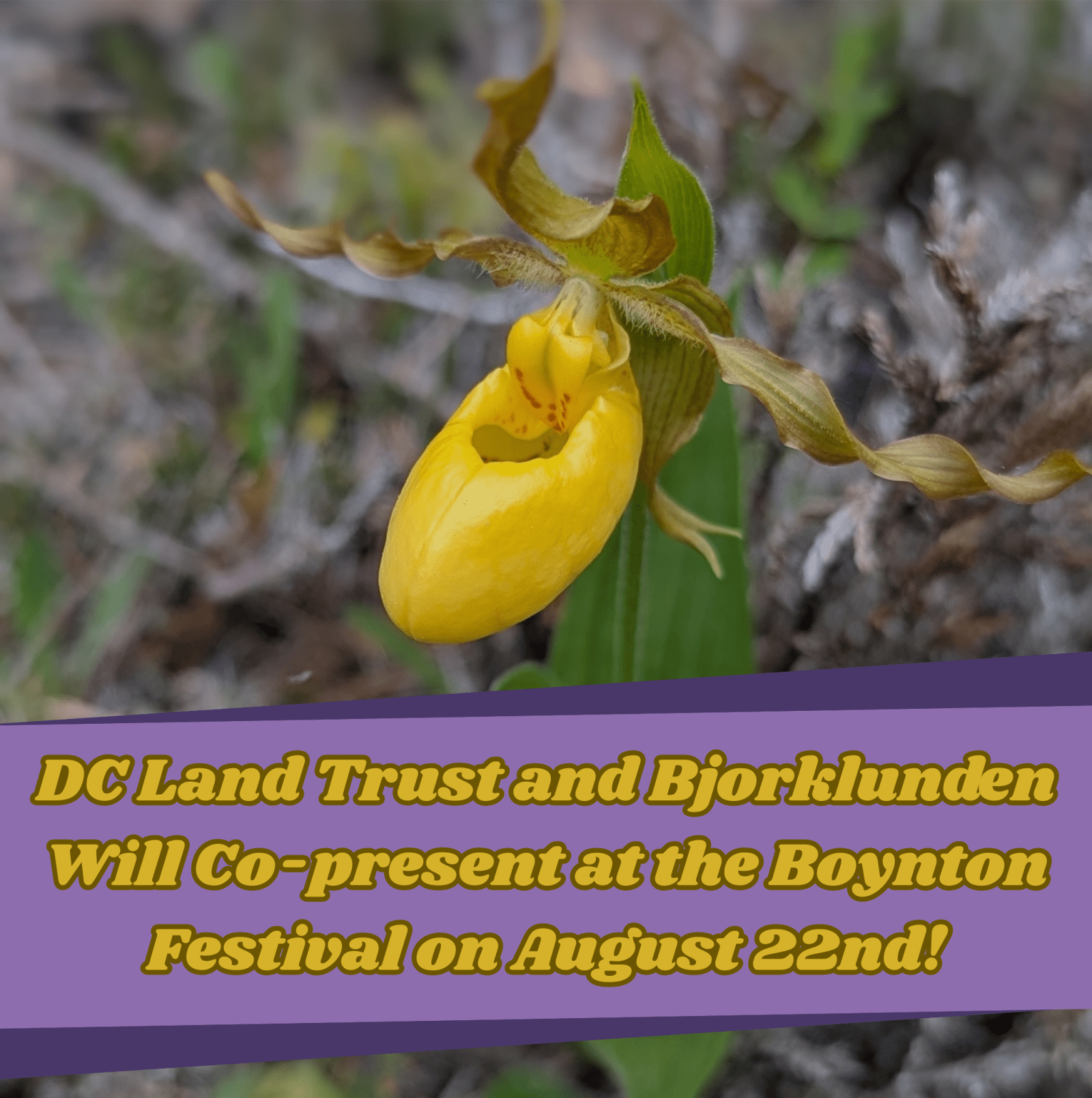 A yellow lady's slipper flower. The image also says: "DC Land Trust and Bjorklunden Will Co-present at the Boynton Festival on August 22nd!"