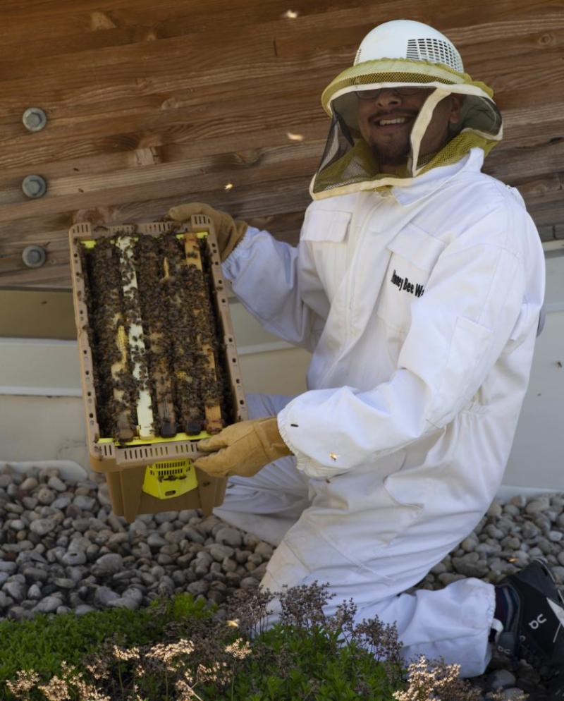 Israel Del Toro prepares to release honeybees to an observational hive of Lawrence University’s Warch Campus Center