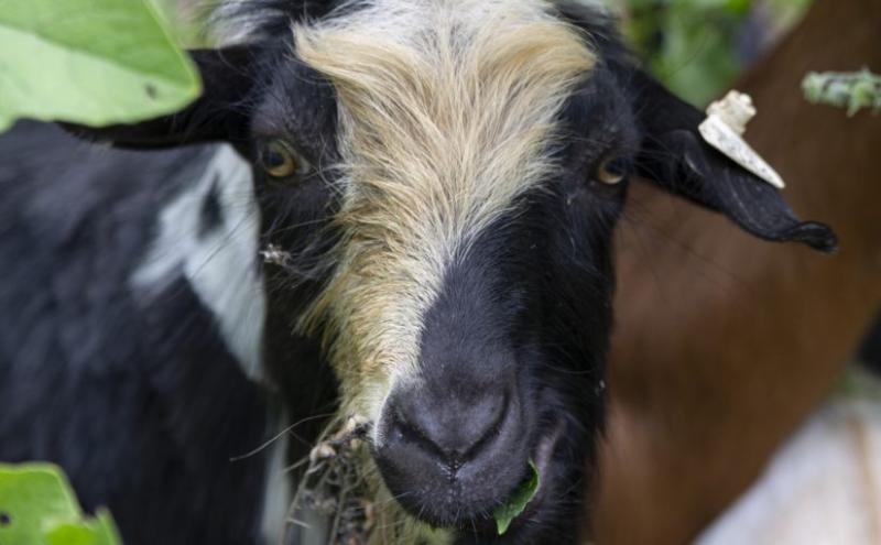Goats called in for weed control on LU campus