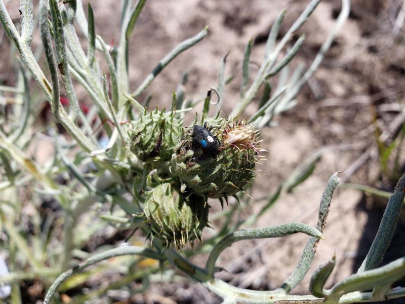 Weevils are seen on a Pitcher’s thistle plant in Door County