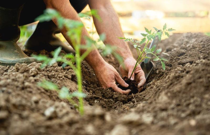 Hand planting small seedling into dirt