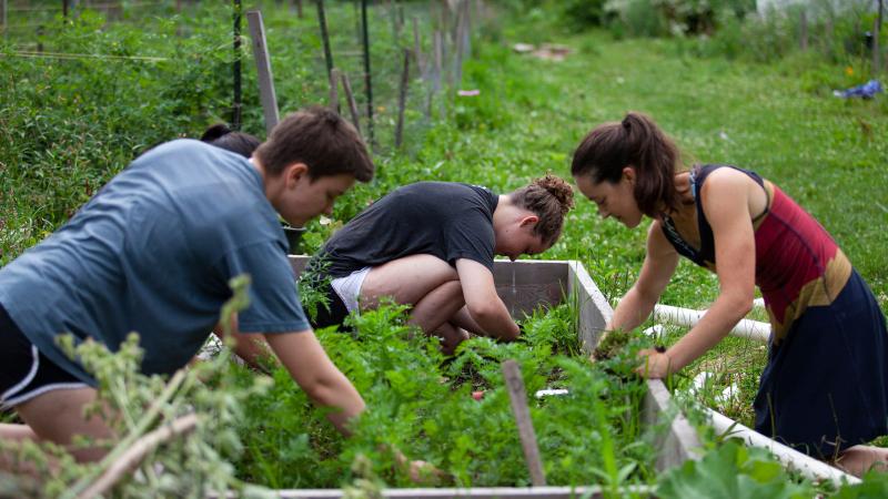 Students weed SLUG as part of their summer research 