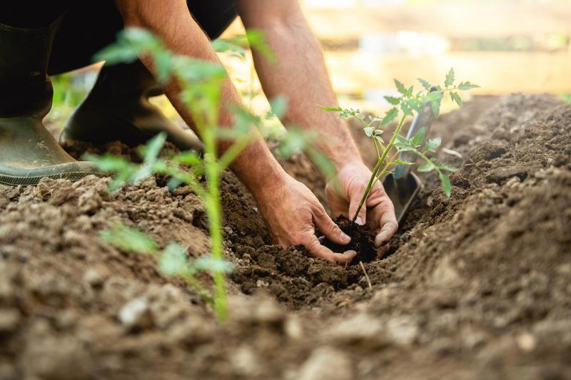 Farmer planting tomatoes seedling in organic garden