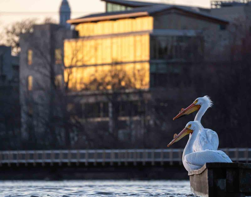 Two pelicans are perched on a pole along the Fox River with Warch Campus Center in the background. 