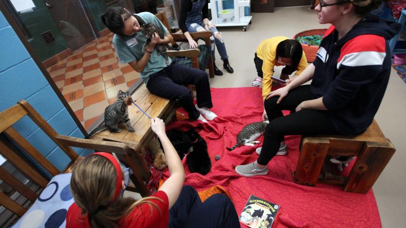 Lawrence University students socialize with cats while volunteering at the Fox Valley Humane Association during Dr. Martin Luther King Jr. Day of Service