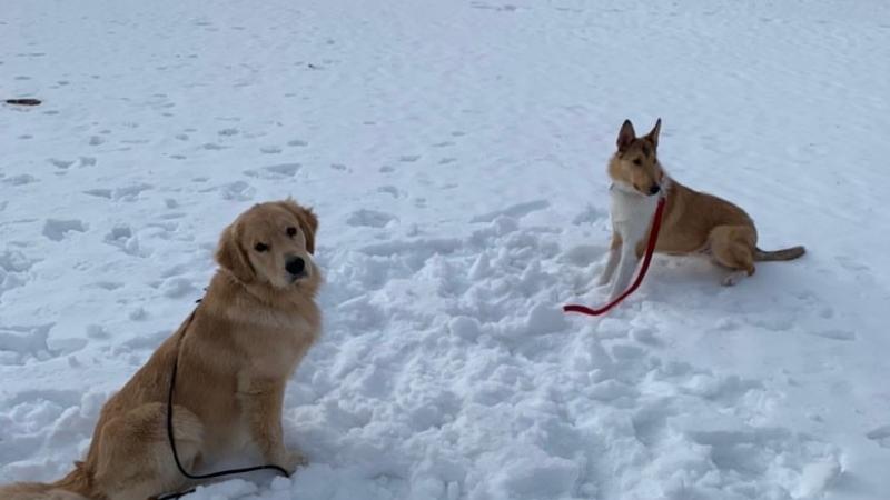 Willard: This service-dog-in-training