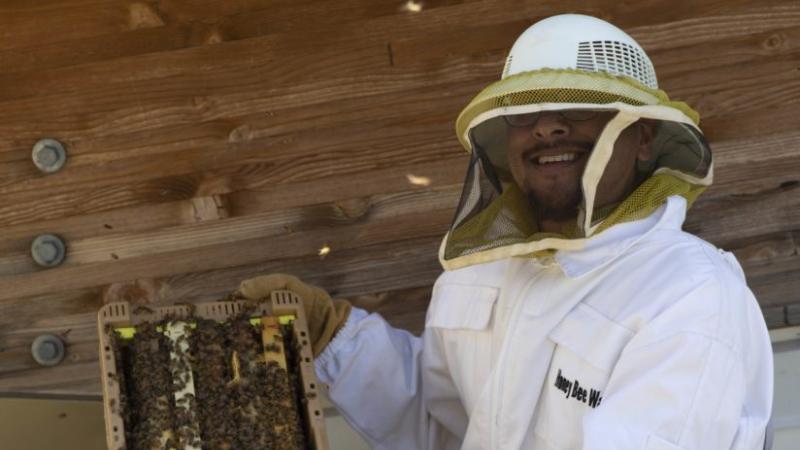 Israel Del Toro prepares to release honeybees to an observational hive of Lawrence University’s Warch Campus Center