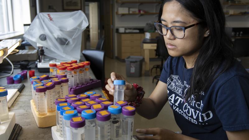 Nikki Lagman ’24 works on summer research related to parasitism in invertebrates Monday, July 19, 2021 in the Steitz Hall of Science. Photo by Danny Damiani