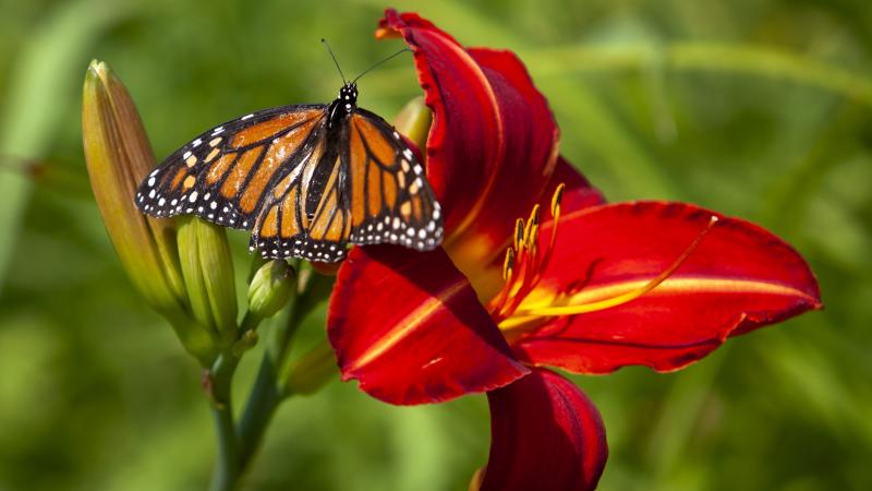 butterfly on lily on campus july 2021