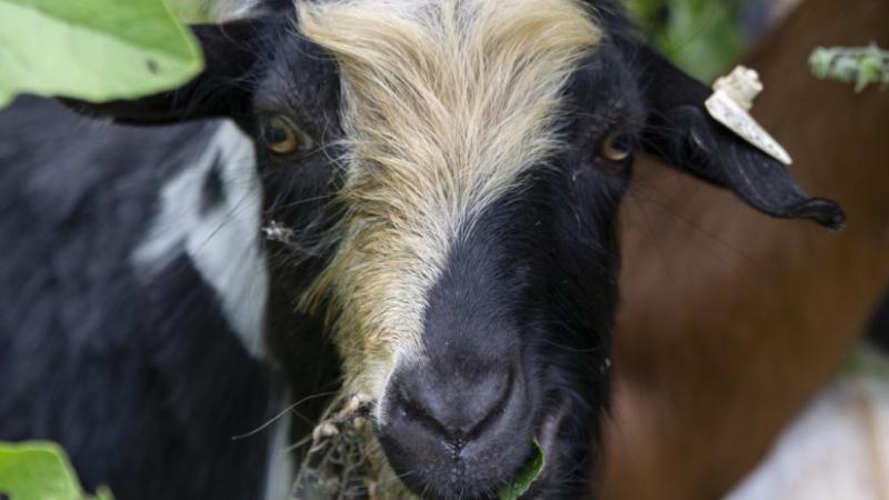 Goats called in for weed control on LU campus