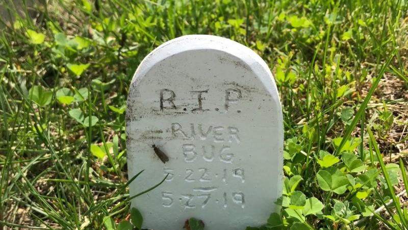 miniature headstone that says RIP river bug and the date