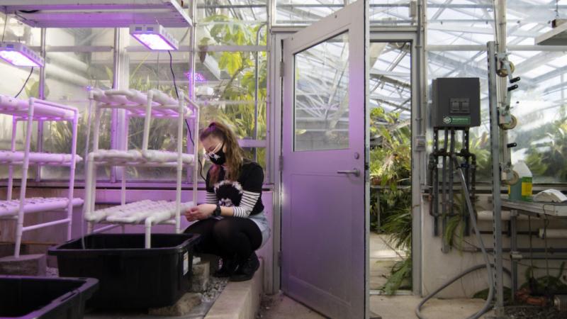 Student conducting research at the greenhouse 